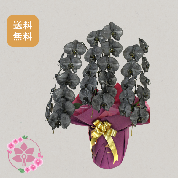 胡蝶蘭画像