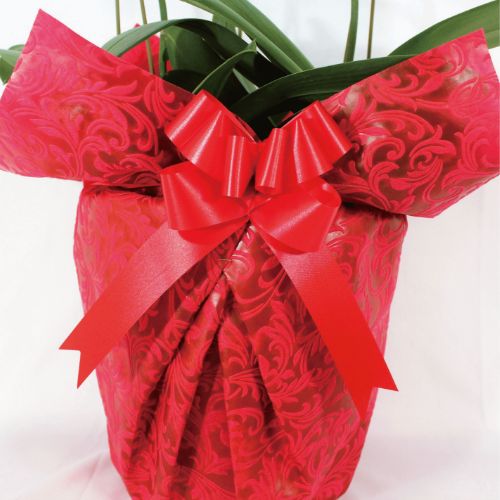 シンプル/柄レッド