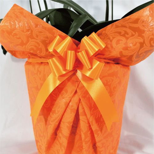 シンプル/柄オレンジ