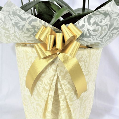 シンプル/柄ホワイト・ゴールドリボン