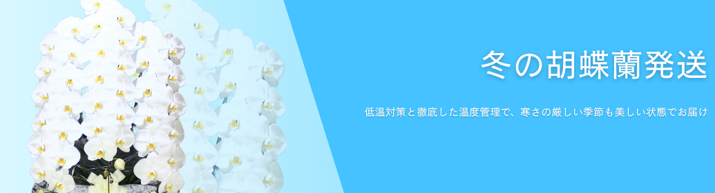 冬の胡蝶蘭発送で選ぶ最高品質の祝花｜寒さ対策と冬のお祝いシーン別ガイド