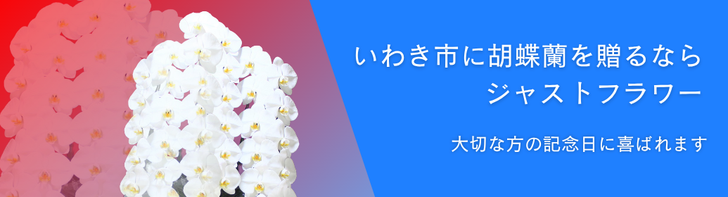 いわき市で胡蝶蘭を贈るならジャストフラワー｜開店祝い・ビジネス・当日配送対応