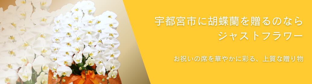 宇都宮市で胡蝶蘭を贈るならジャストフラワー｜開店祝い・ビジネス・当日配送対応